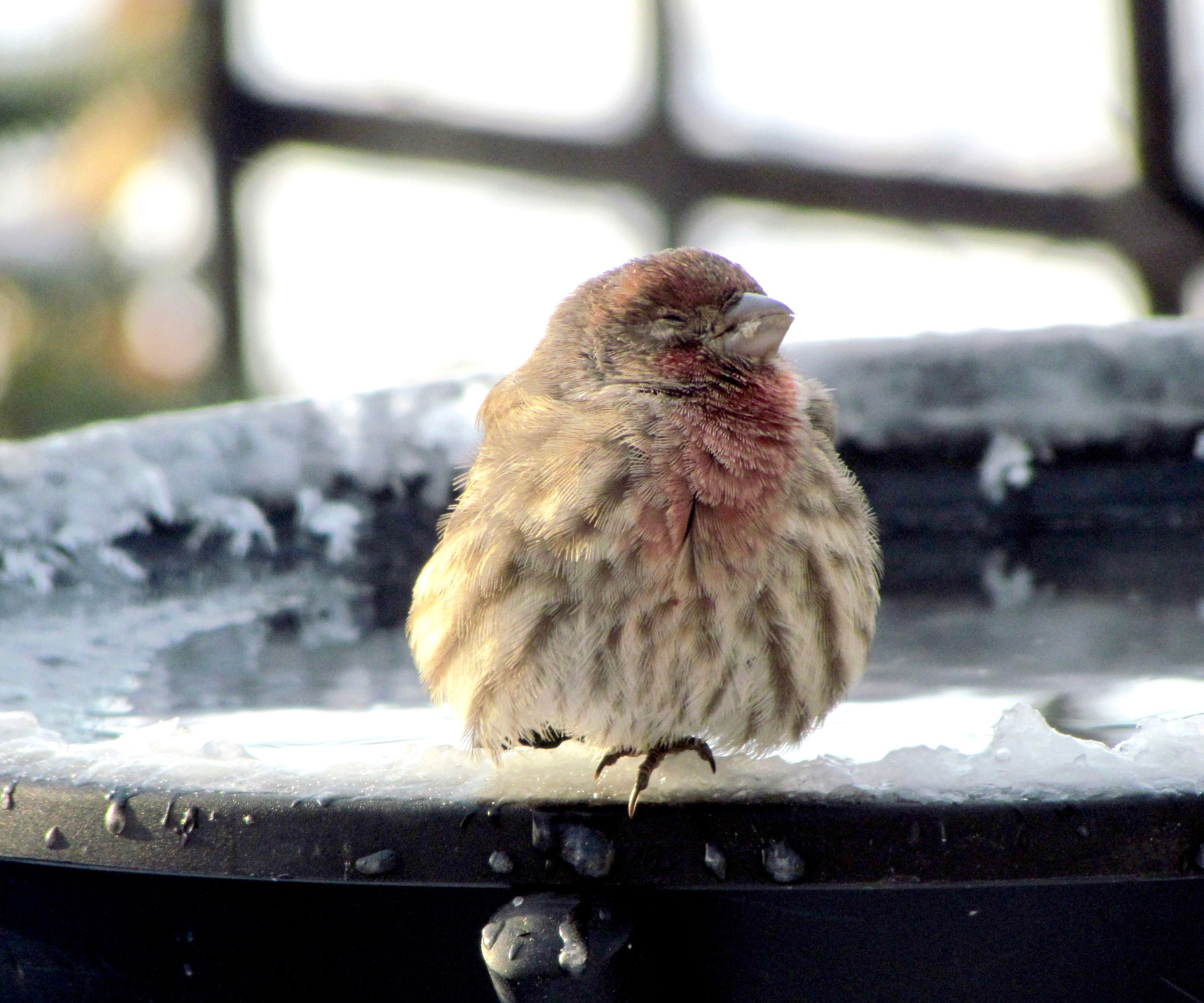 bird bath with bird huddled for warmth on frosty day