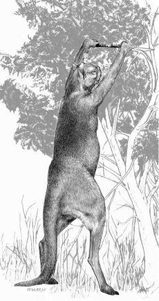 a line drawing of a giant kangaroo reaching up to grab a branch.