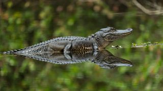 An alligator on a log with perfect reflection