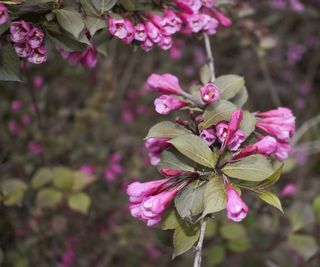 Weigela shrub with purple foliage and pink flowers