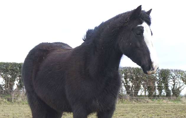 World Horse Welfare Drifter 2
