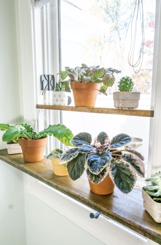 Window plant shelf