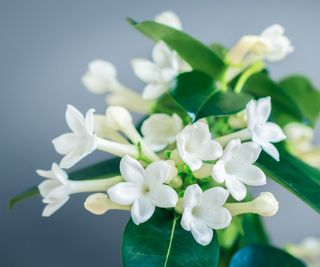White stephanotis flowers on plant