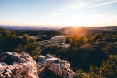 Rhone 2019 vintage report