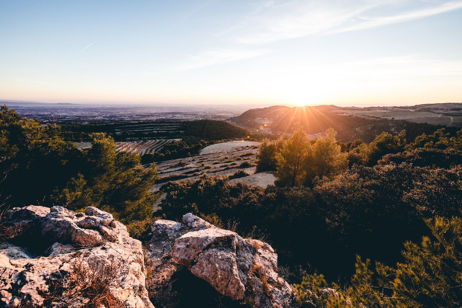 Rhone 2019 vintage report