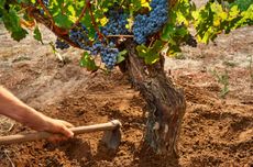 Old Vine Charter: Swan Valley