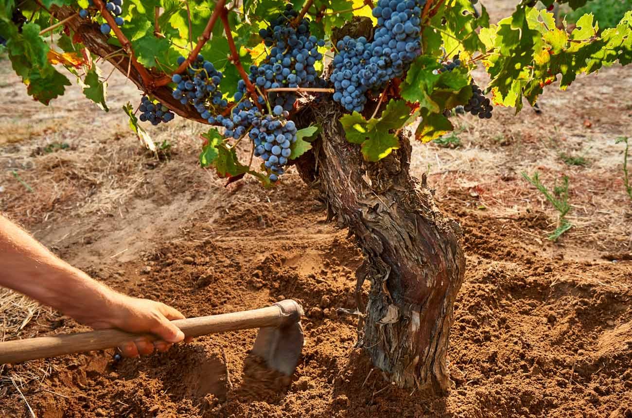 Old Vine Charter: Swan Valley