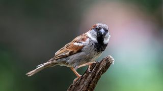 House Sparrow