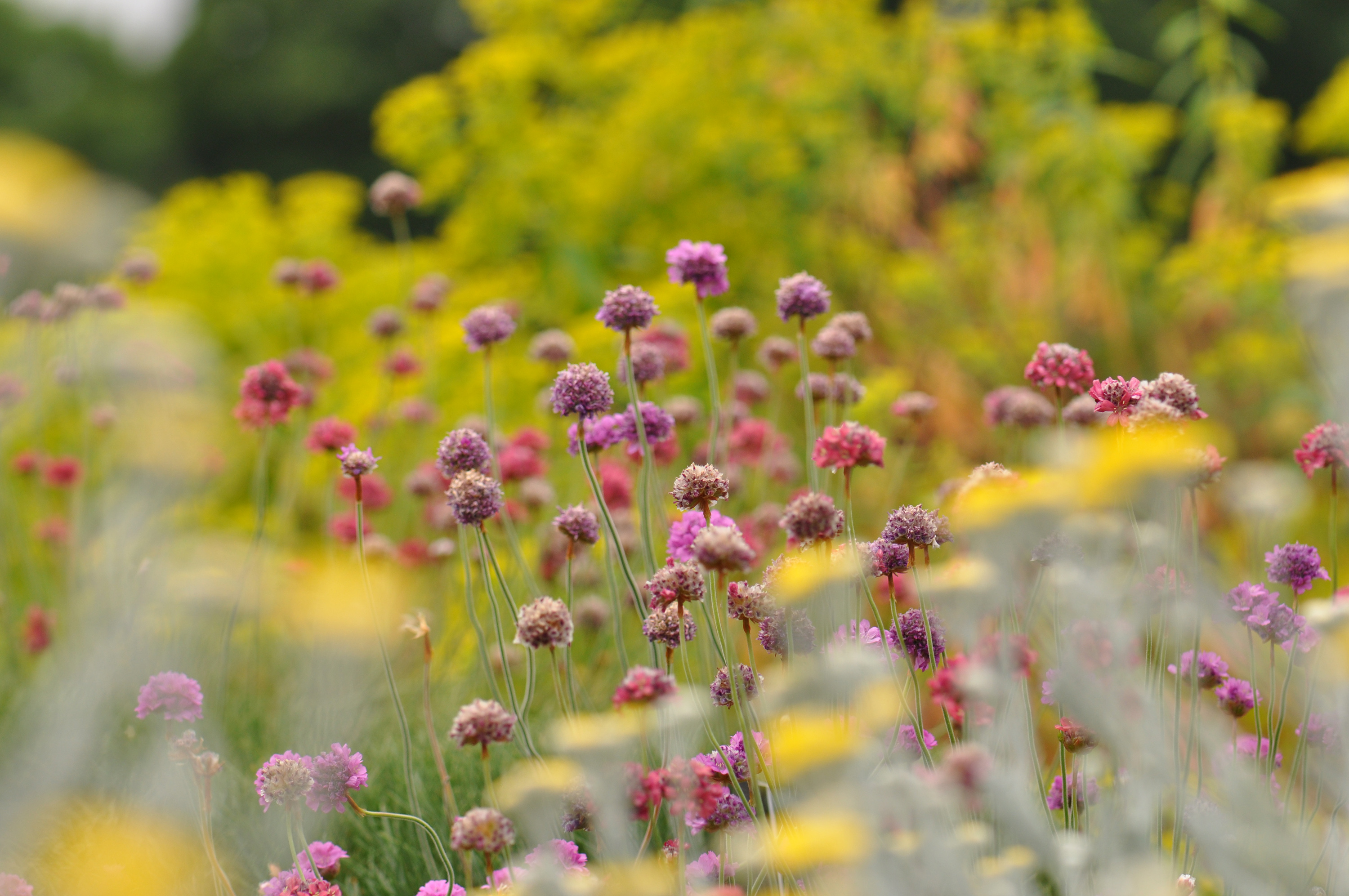 small rock garden ideas: pink sea thift