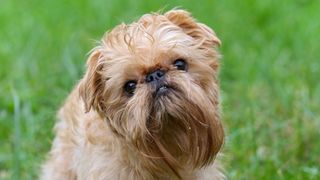 Close up of Brussels Griffon face