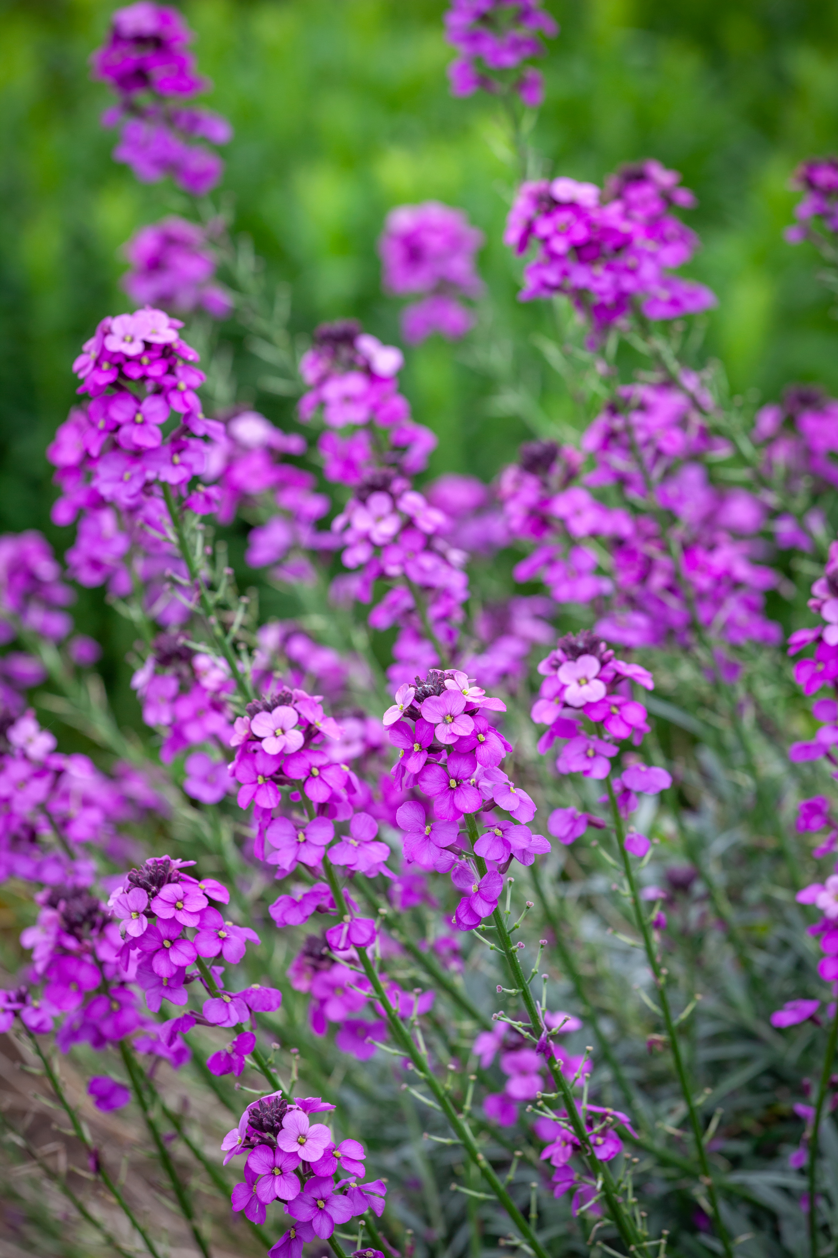 Erysimum 'Bowles's Mauve'