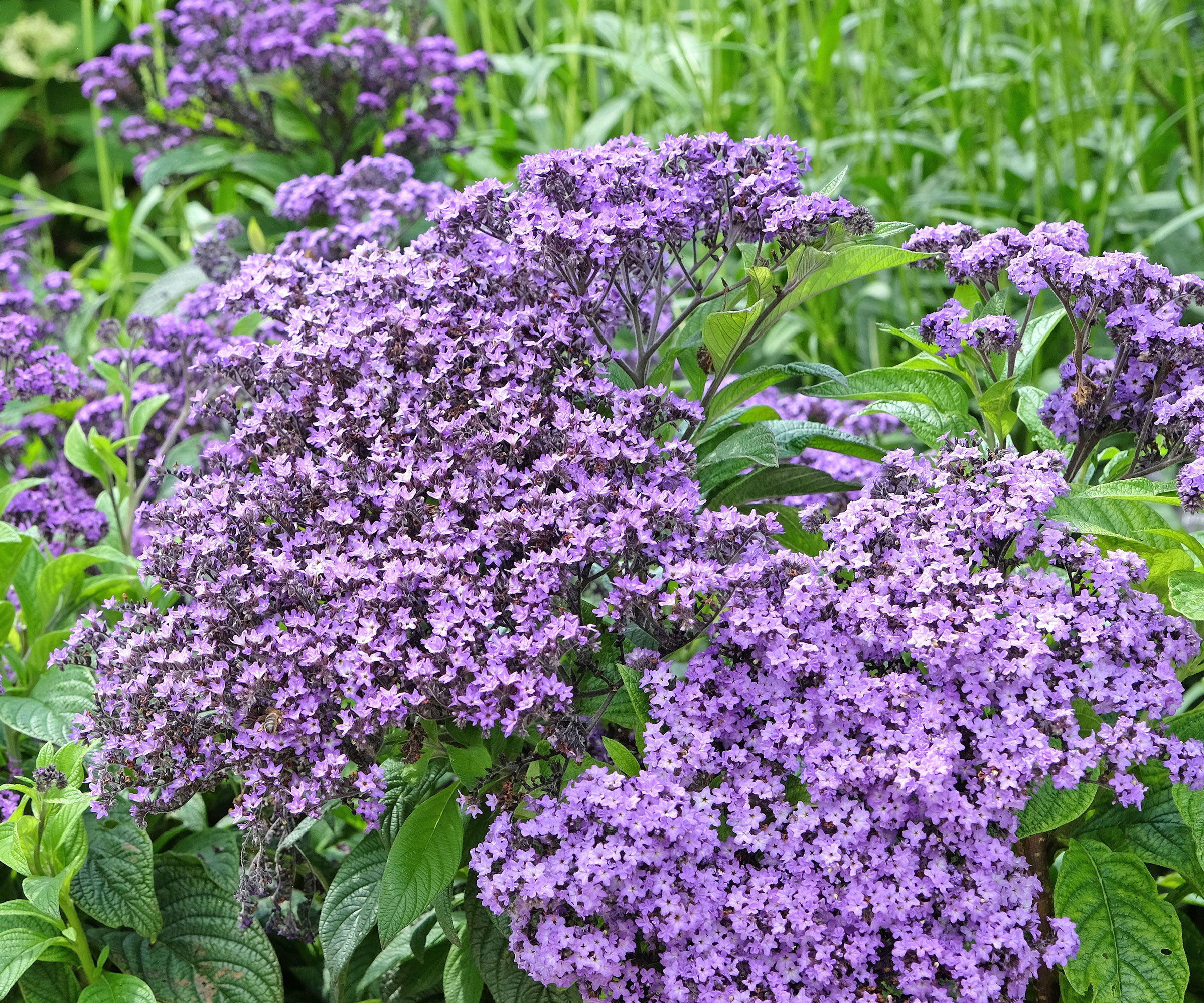 heliotrope plant with frothy deep purple blossom