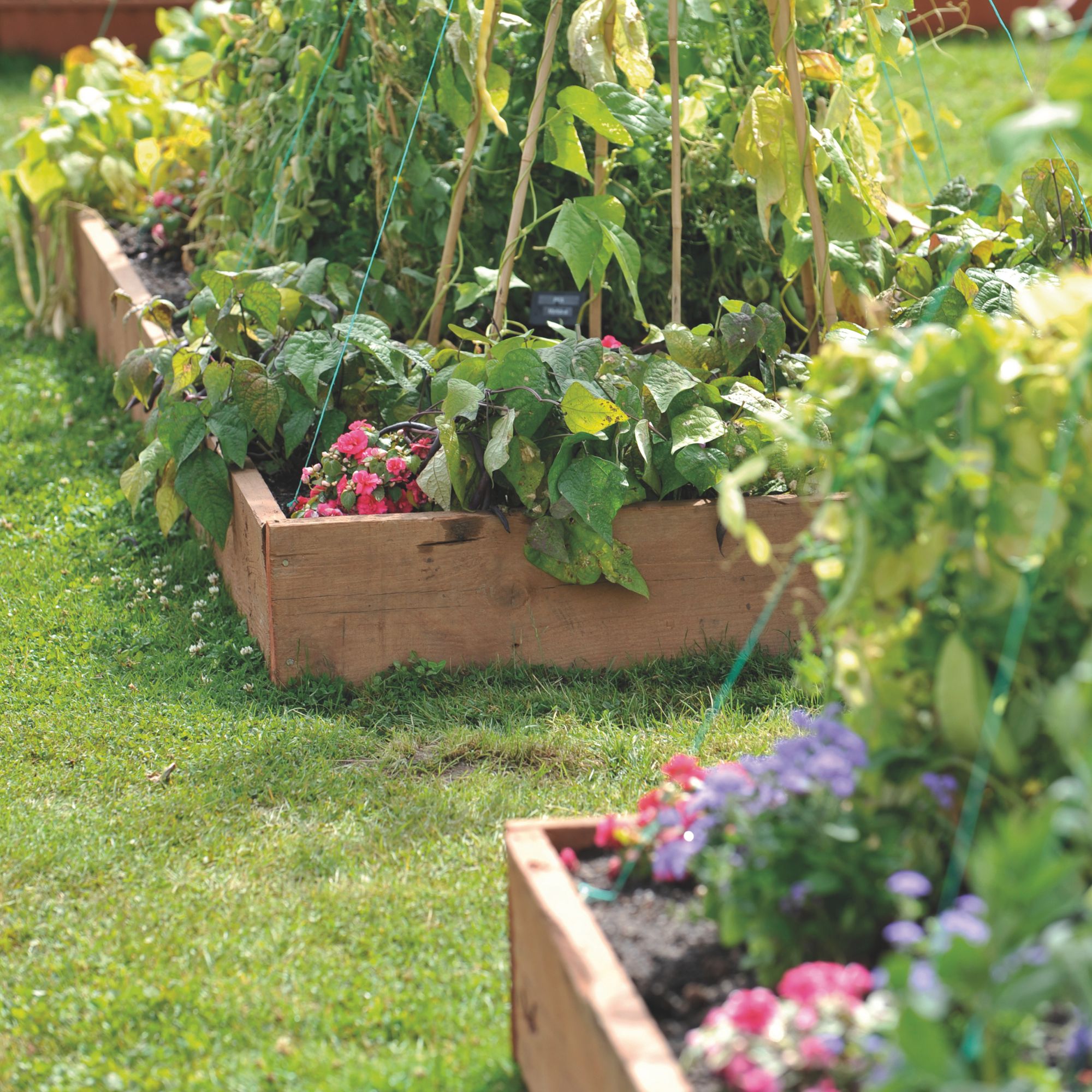 Vegetables and plants in raised planters on lawn