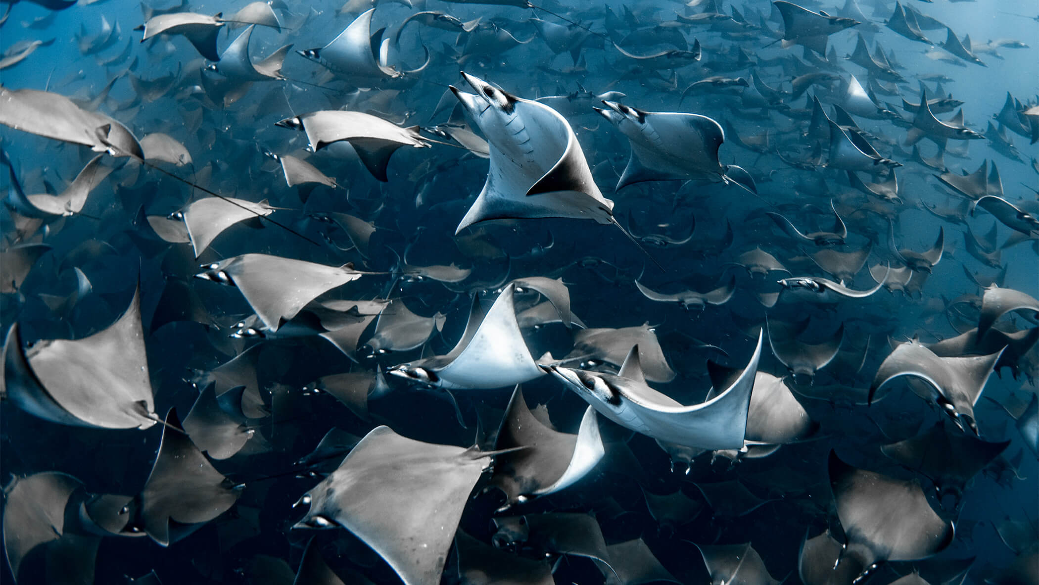 A massive group of mobula rays.