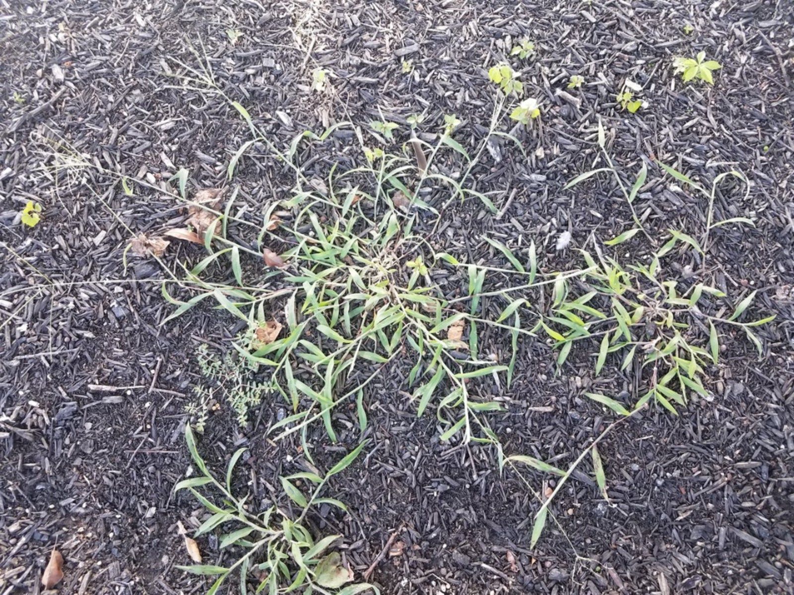 Image result for Is bermudagrass toxic to puppy dogs