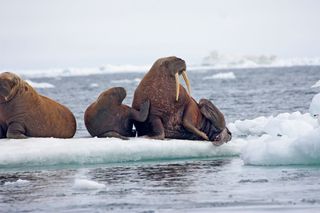 walrus mom and pup sit on ice floe in Chukchi sea