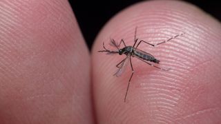 Male culicidae, tropical diseases carrier, mosquito commonly called "mosquito da dengue" in Brazil, is a vector for chikungunya, yellow fever and dengue.