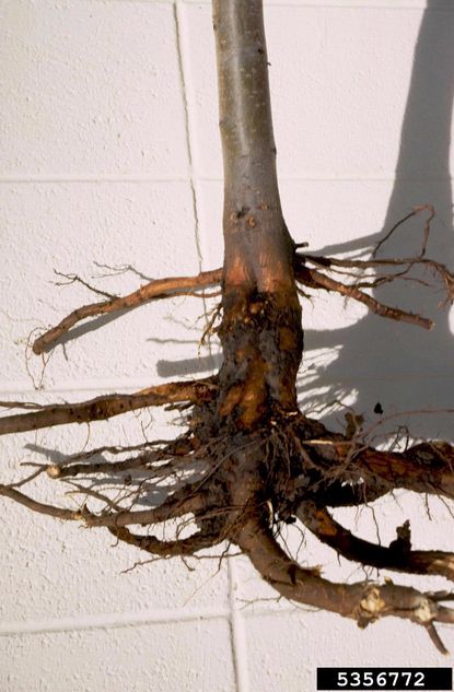 Crown Rot Disease On Tree Roots