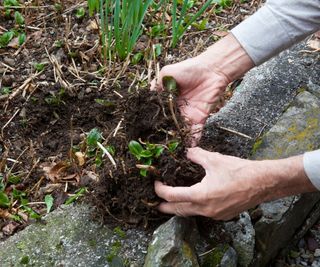 Division of perennial plants