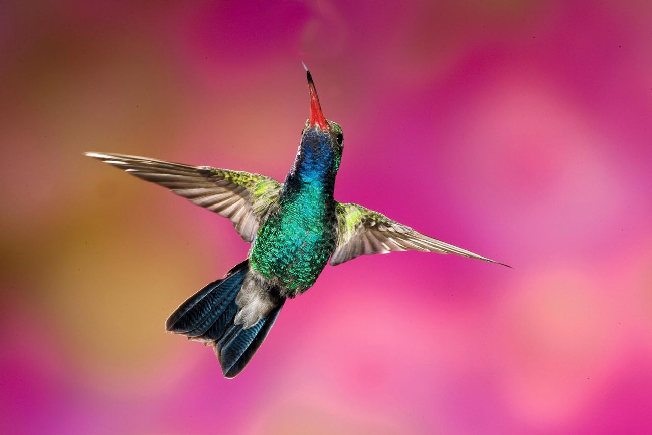 Colour beyond any jewel: a male broad-billed hummingbird, denizen of Mexico.