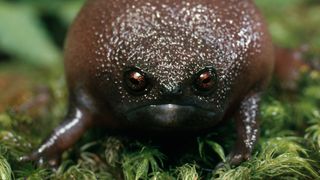 a black rain frog puffed up staring at the camera on a grassy background