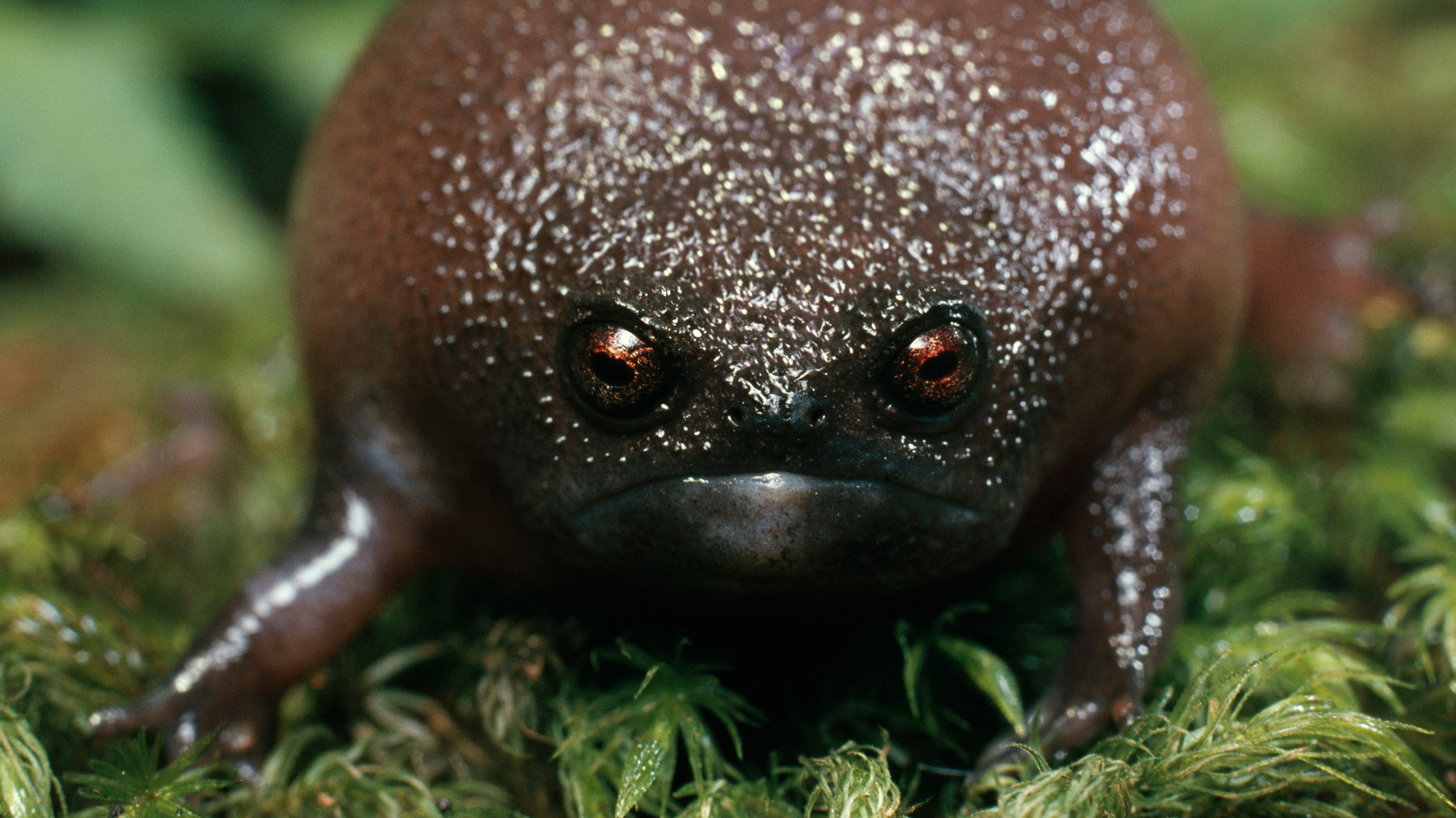Black rain frog: The bizarre, grumpy-faced amphibian that's