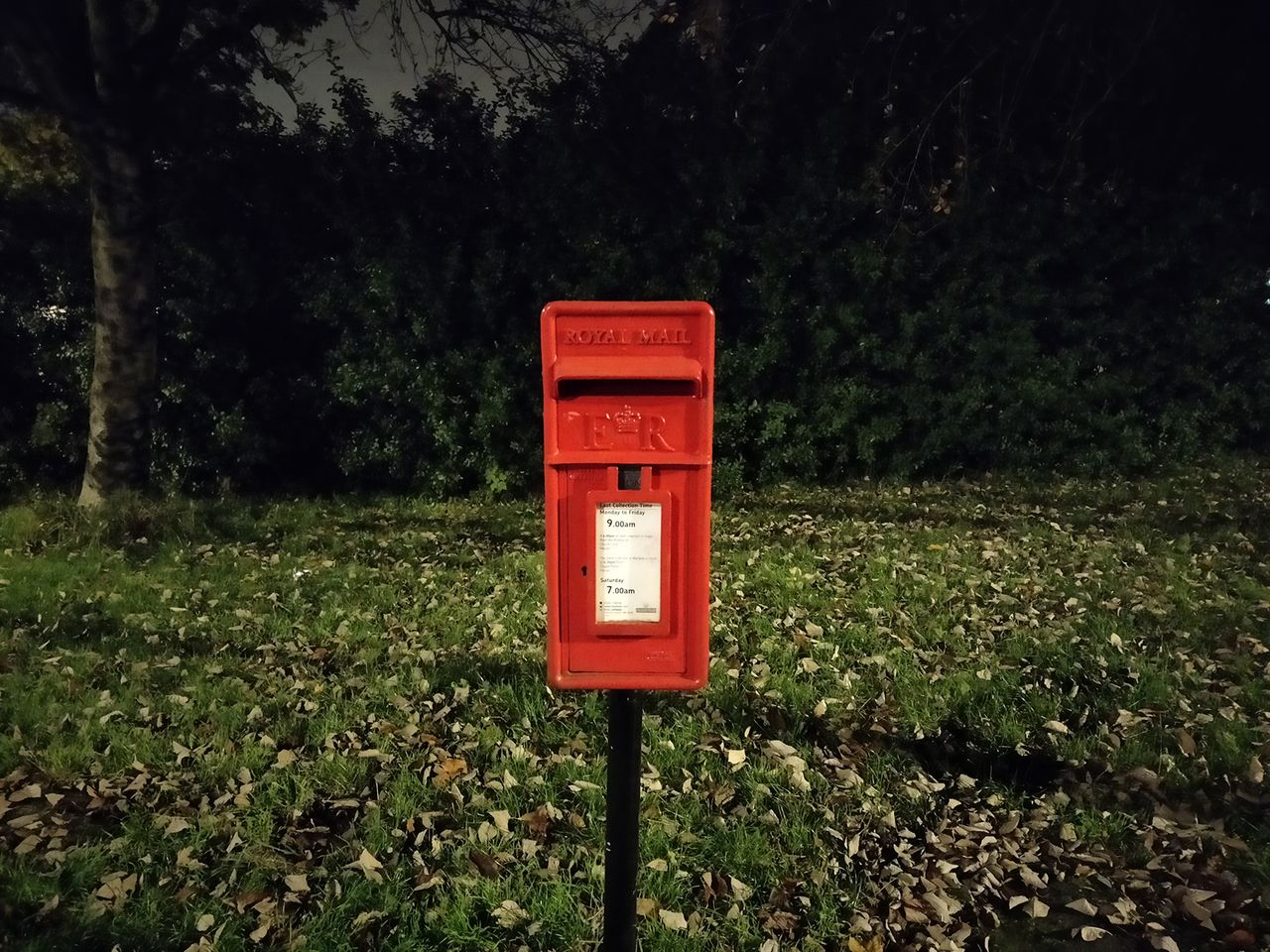 OnePlus 8T camera sample