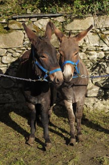 Rafferty_&amp;amp;_Carrick_were_found_abandoned_in_Moy,_Northern_Ireland,_and_rescued_by_The_Donkey_Sanctuary._Photo_copyright_of_The_Donkey_Sanctuary14.jpg