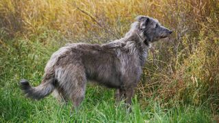 deerhound