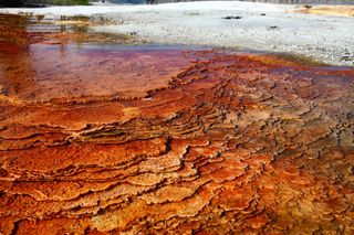 microbial mat in yellowstone