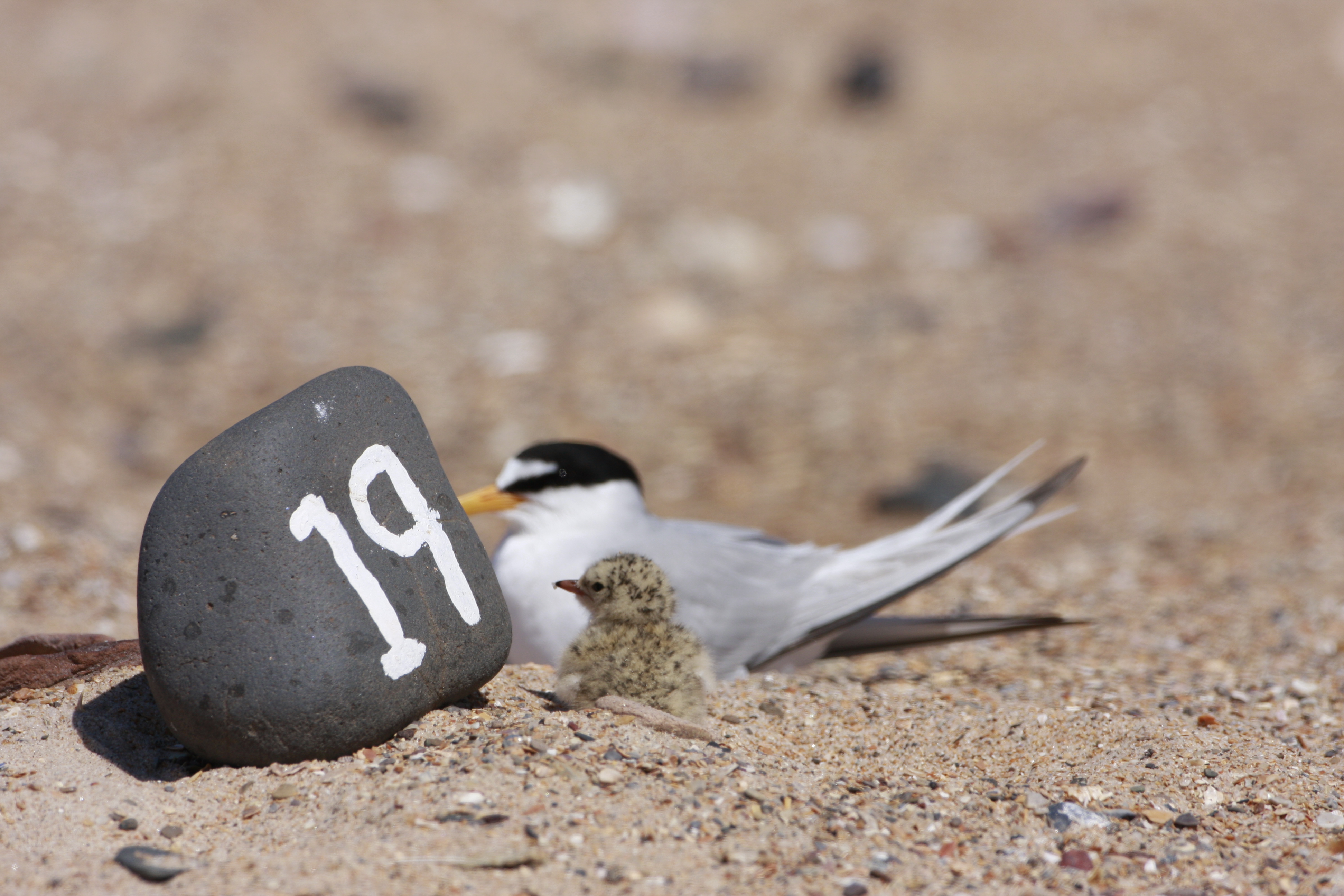 Little tern fledgling.