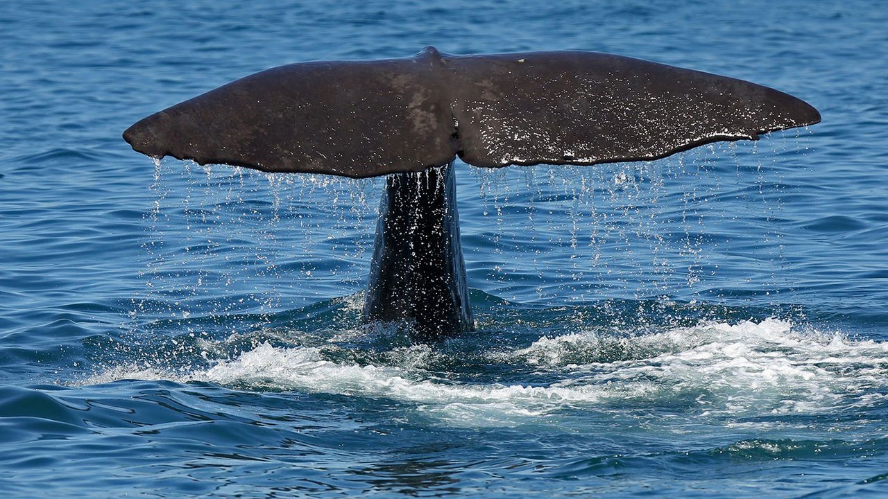 Whale&amp;#039;s tail