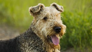 Airedale portrait