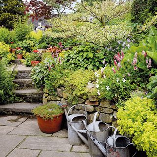 garden with plants and watering cans