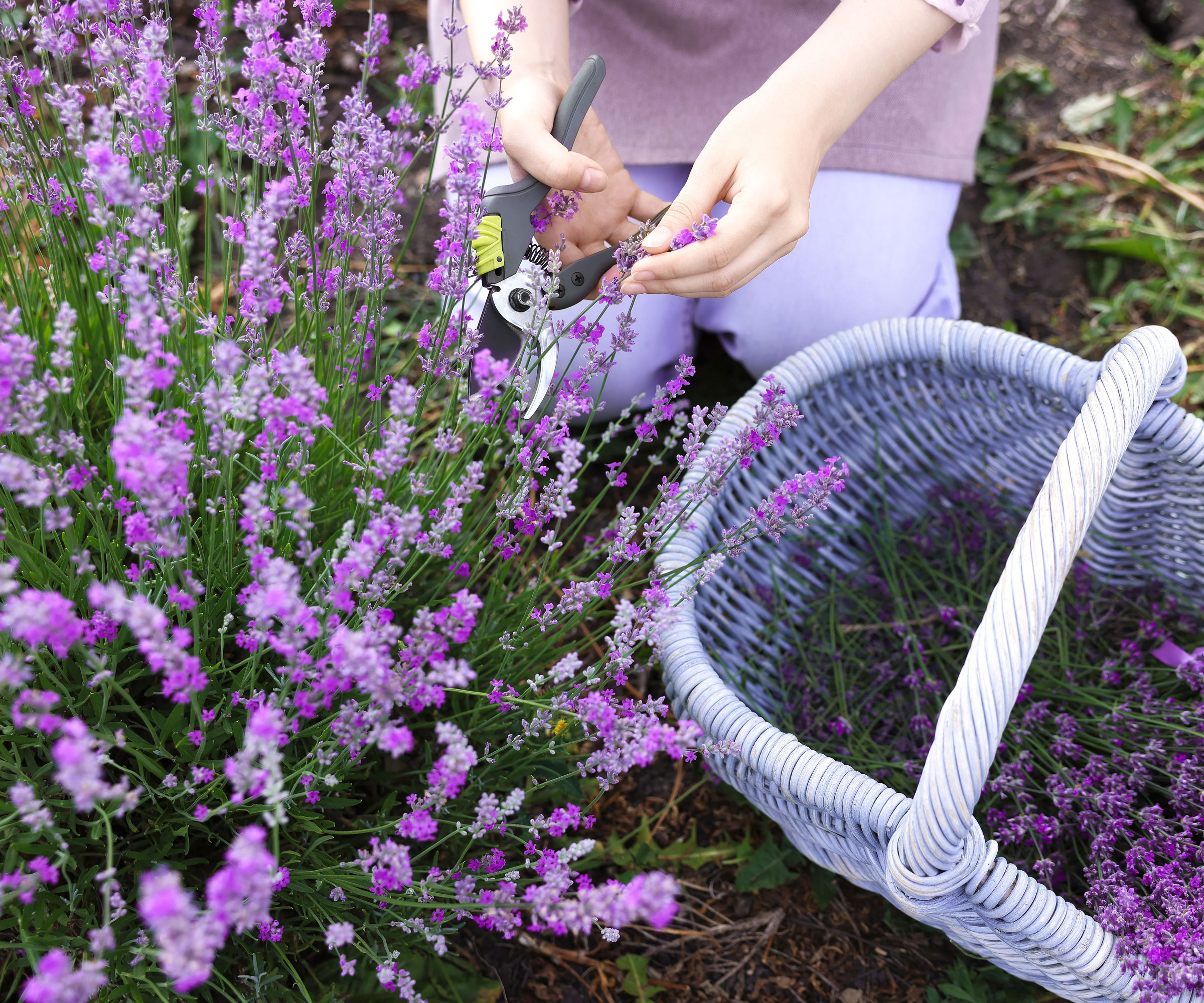 woman trimming lavender and placing stalks in white wicker basket