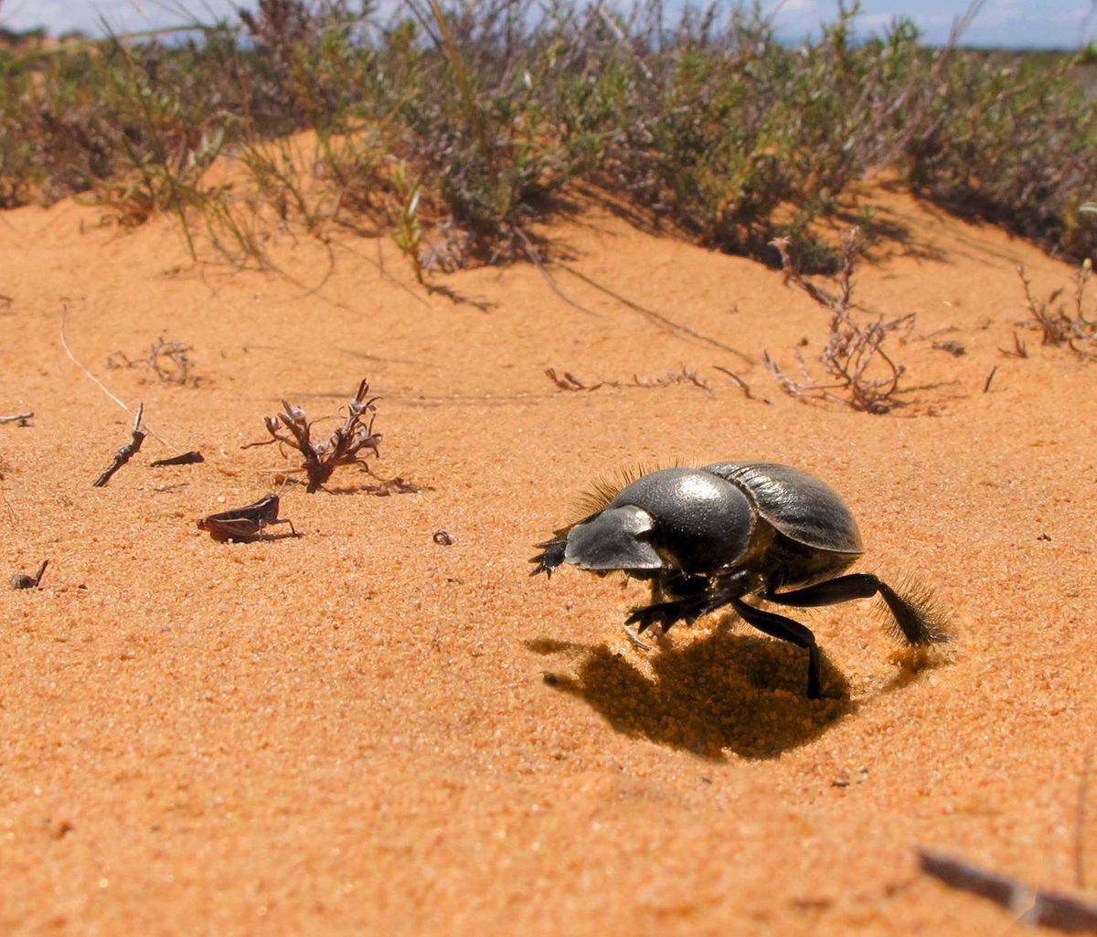 Galloping Dung Beetle