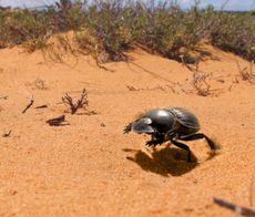 Galloping Dung Beetle