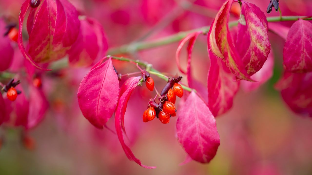 Euonymus alatus with red berries