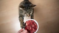 Cat reaching up for bowl of raw cat food