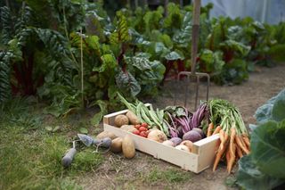A freshly picked selection of organic vegetables placed in a box on a small allotment
