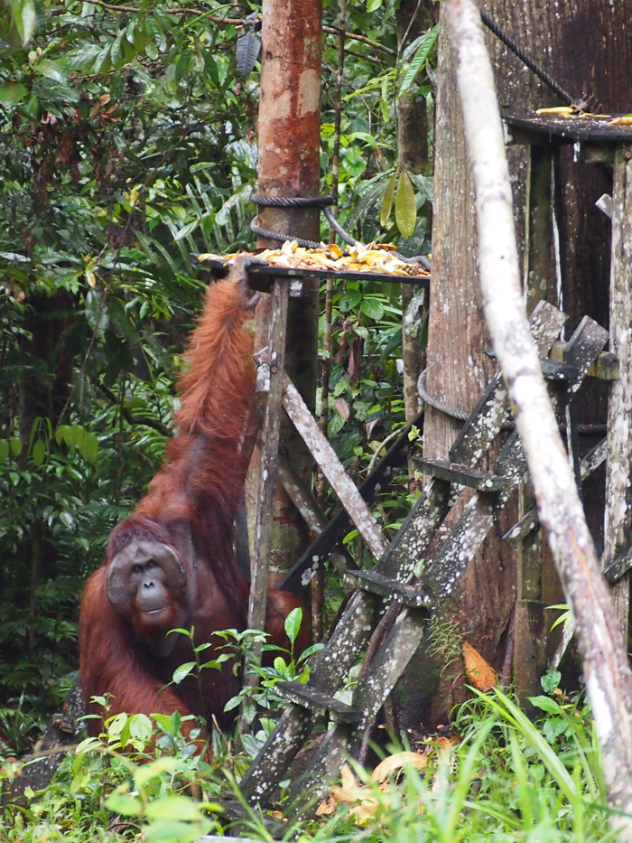 At over 300 pounds Ritchie is the alpha male and undisputed king of the reserve.