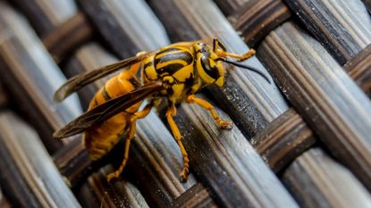 A wasp on a piece of patio furniture