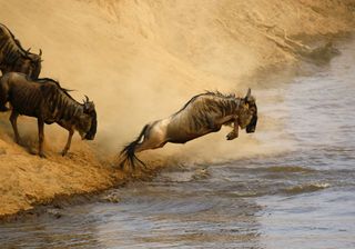 The blue wildebeest (Connochaetes taurinus), a large antelope, can be found in the plains and woods of Southern and East Africa. The blue wildebeest gets its name from the silvery blue sheen of its hide, and it has shaggy tufts of hair on its head and down its back. It's capable of reaching speeds of 50 mph (80 kph).