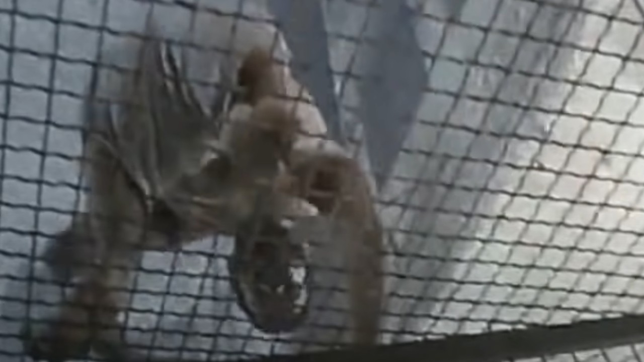 A man crawls upside down on a ceiling fence in Jacob's Ladder.