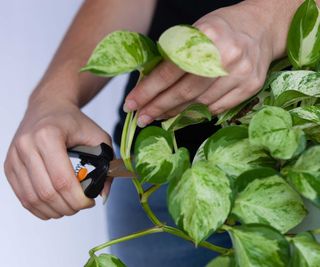 Pruning a pothos plant