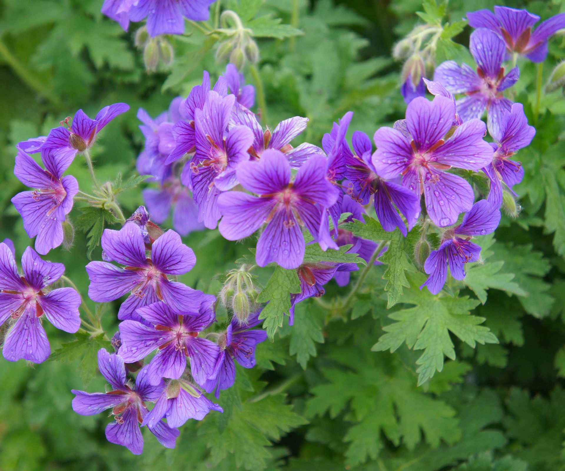 Geranium Rampant The benefits of ground cover plants and where to use them | Homes and ...
