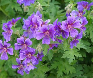 Hardy geraniums make excellent ground cover plants