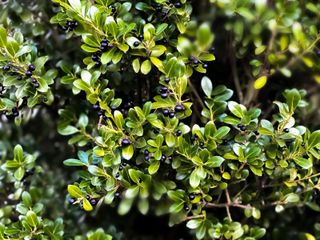 Japanese holly tree - ilex crenata evergreen tree & berries