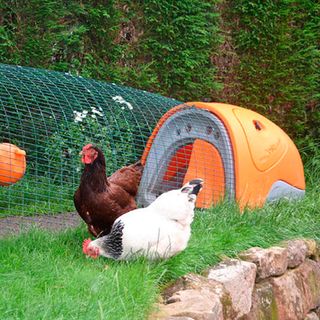 garden area with coops and hens
