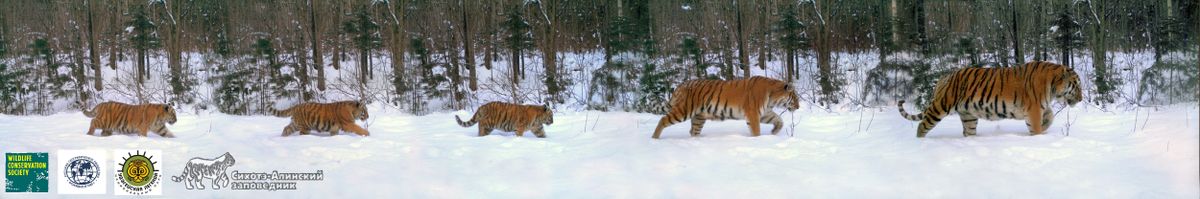 Amur tiger family